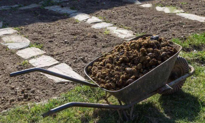 Fermentation method of chicken manure and other feces