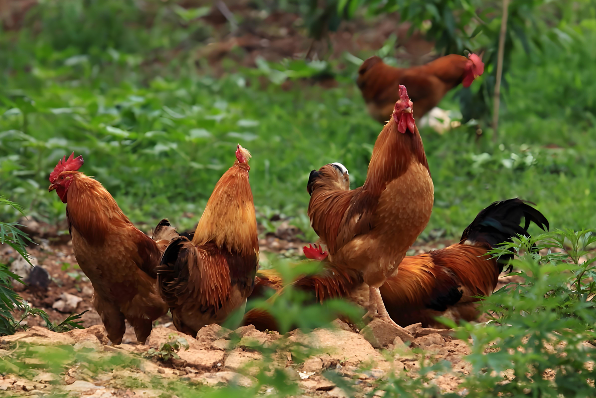 Fermentation method of chicken manure and other feces