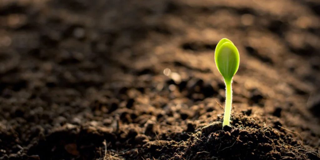 Organic Fertilizer for Soil Improvement: Building Healthier and More Productive Farms