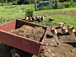 Compost chicken manure