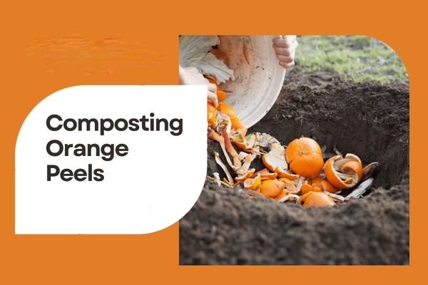 Orange Peels as Organic Fertilizer