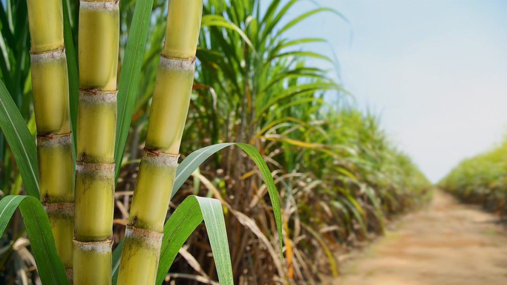 From trash to treasure: the art of composting sugarcane waste