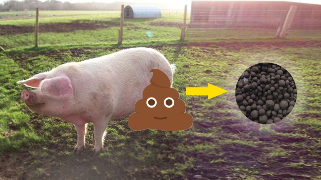 From pollution to treasure: pig manure composting