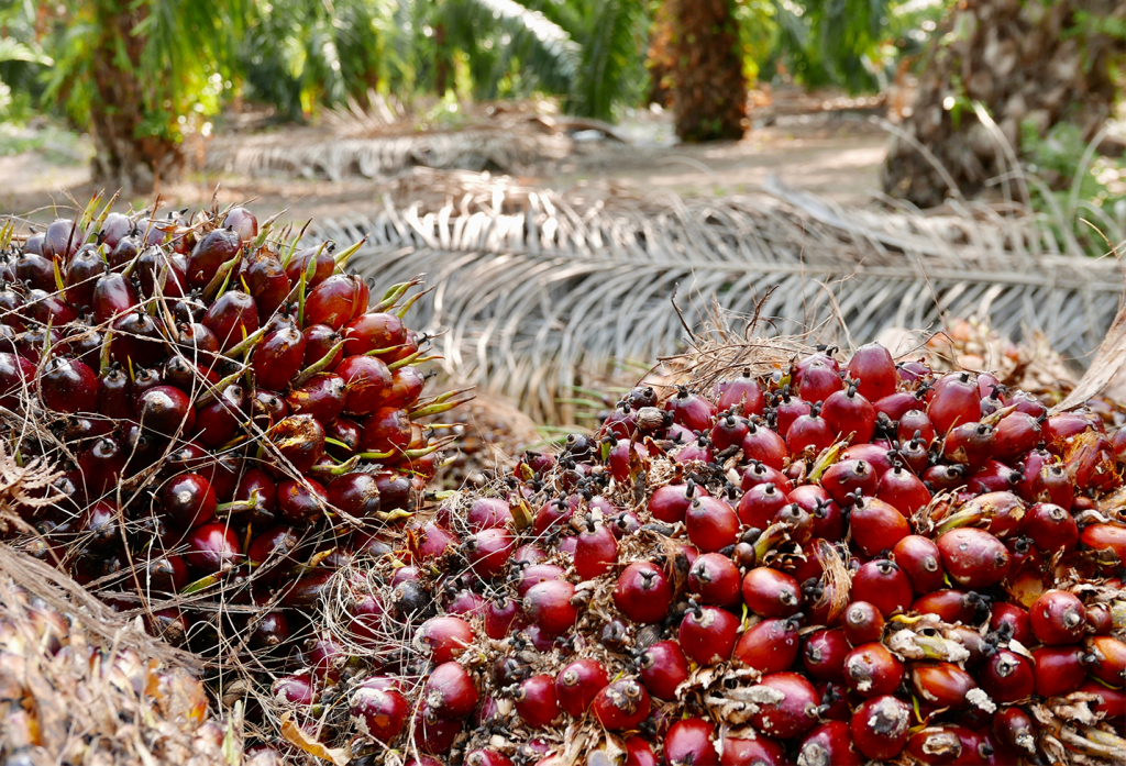 Using palm oil waste residue to produce organic fertilizer