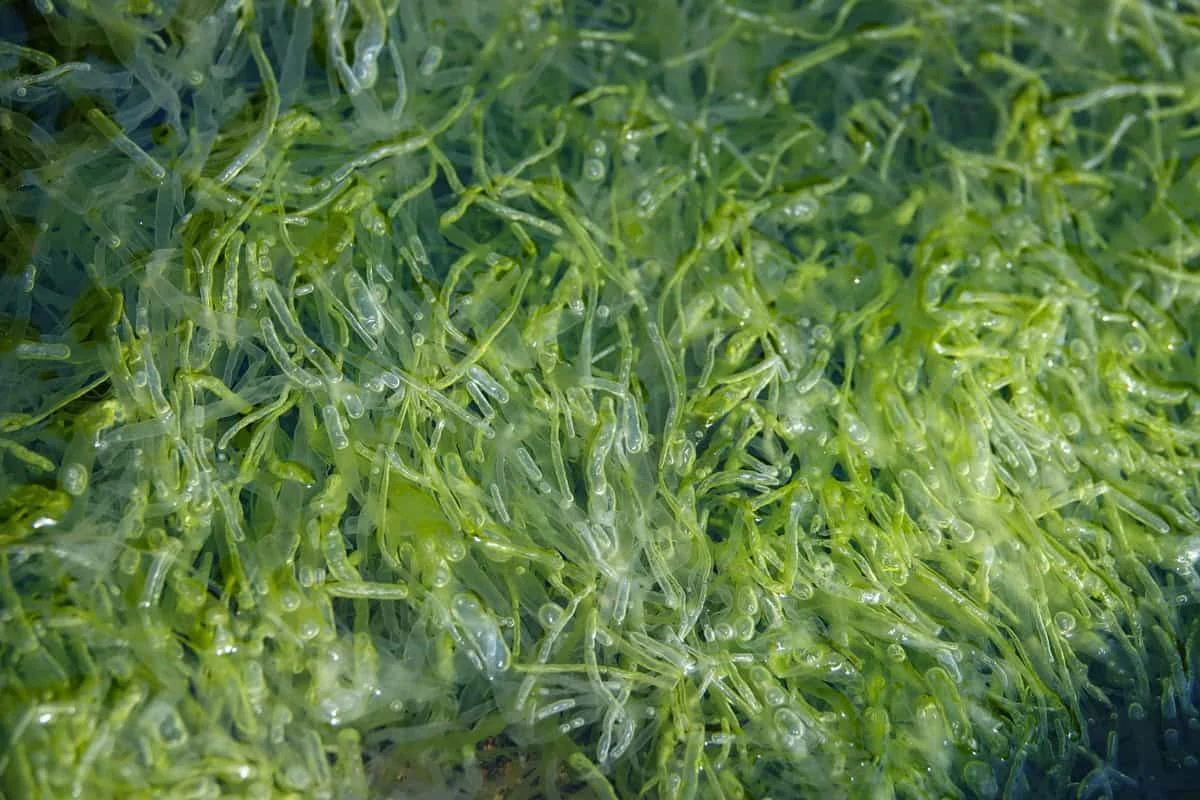 Seaweed Granular Organic Fertilizer: The Ocean’s Gift to Sustainable Farming