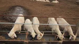 Compost Turner Machine for Sheep Manure Composting: Efficient Solutions for Organic Waste Management