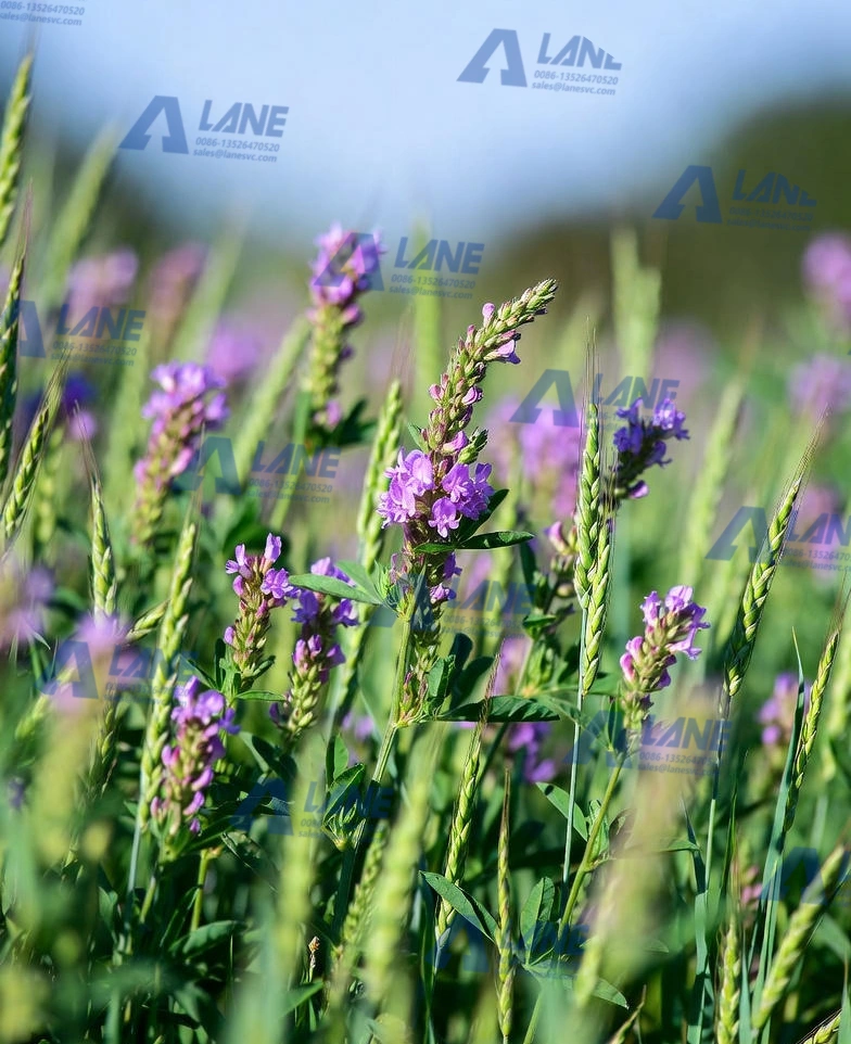 microbial soil inoculant organic fertilizer