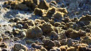 Is Composting Horse Manure for Organic Fertilizer the Most Efficient Way to Turn Waste Into Profit?