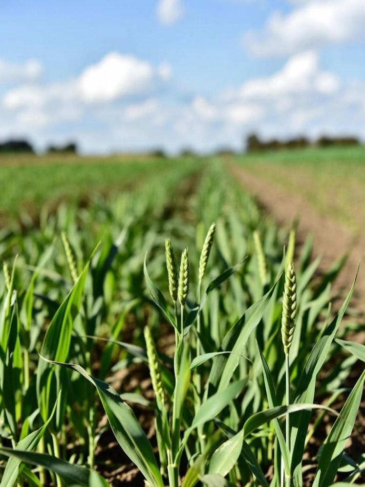 Sustainable Agricultural Fertilizers