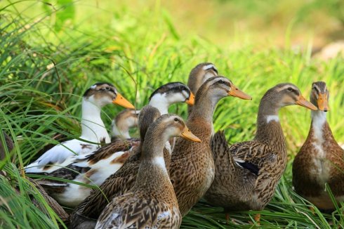 Making organic fertilizer from duck manure