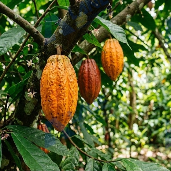 Successful Case Study of Ghana’s Cocoa Pod Composting