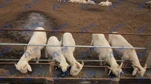 How to Start a Sheep Dung Fertilizer Production Line: A Step-by-Step Guide