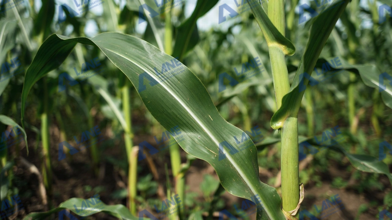 A Comprehensive Guide to Organic Fertilizer Production from Corn Stalk: Commercial Processes and Cost-Effectiveness